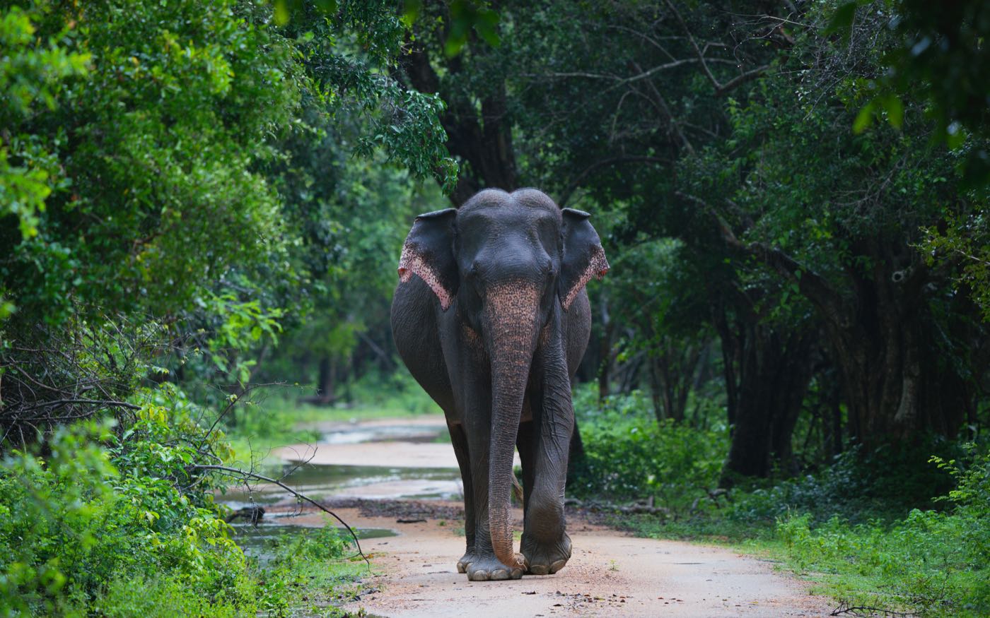 A single wild elephant walking down a rain-wet track through dense green forest, alone and unaccompanied.